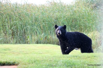 The curious bear / curiously investigating
