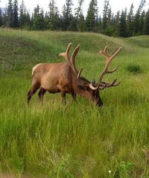 The brave moose / This moose had only one thing on his mind... eating.