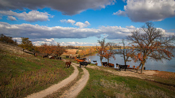 An der Tränke / ***