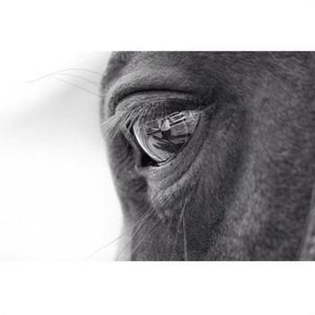 A look tells a story / a close up of one of the farms favorite jumpers