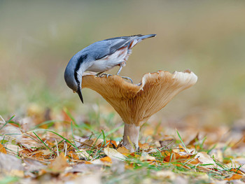 Herbst im Wald / .....