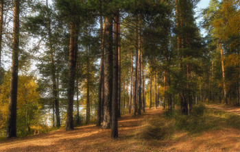 Winterwald / ***