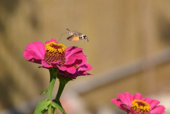 farfalla colibrì / hummingbird butterfly, galio sphinx (Macroglossum stellatarum) on pink zinnia flower