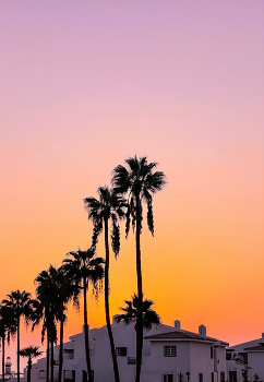 Palm Trees / #1. Palm Trees & a stunning sunset