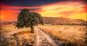  / Sunset with olive tree