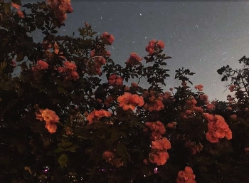 My Flowers / Hahshjwbbshwohsbskjsvnsoabhjsbbsjjajsvhsjshbsjsjsh