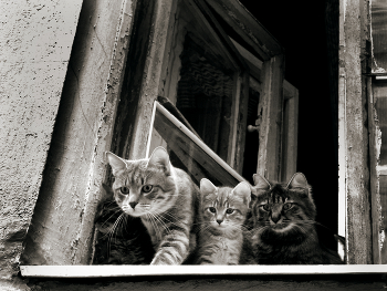 Die Katzenfamilie / ***