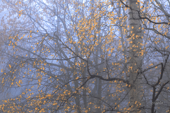 Morgennebel / ***