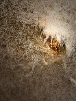 Hide in your shell / Gemütlich