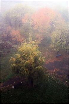 Morgennebel. / ***