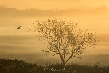  / The raven flies against the backdrop of a foggy distance near the beautiful morning sun.