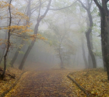 Im Herbst des Parks ... / ***