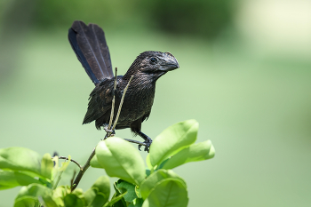 Smooth-billed Ani / ***