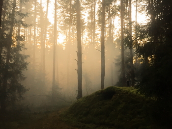 Im Wald / ***