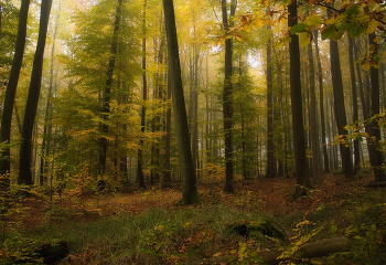 Herbst / ***