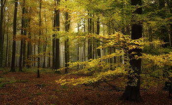 letzten Tag des Monats Oktober / ***