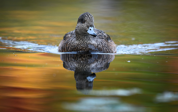 American Wigeon (female) / ***