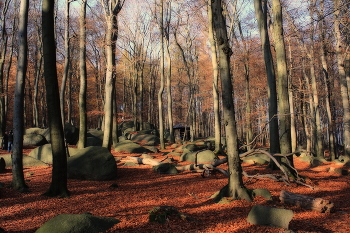 Natur / Odenwald / Hessen