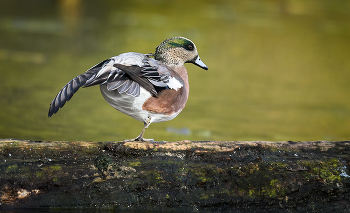 American Wigeon (male) / ***