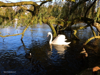 Alster Hamburg / ***