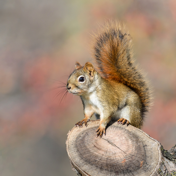 American red squirrel / ***