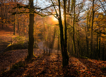 Nebel / ***