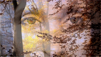 der Klang ihrer Augen / -- ein fotomusikalisches Gedankenspiel, Wellenlängen ....
was für eine Melodie würde entstehen, wenn ich die Frequenzen der Farben (384 bis 789 Thz) dieser Augen in den hörbaren Bereich(5 Hz bis 25 Khz) verändern würde?
