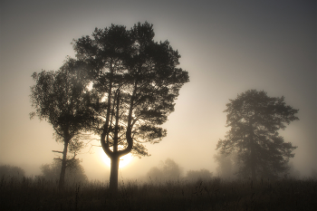 Nebel und Sonne / ***