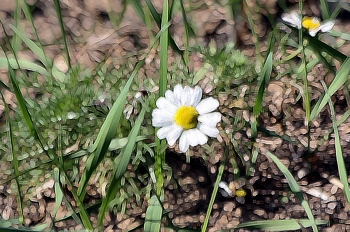 Erinnerung an Sommer. / ***