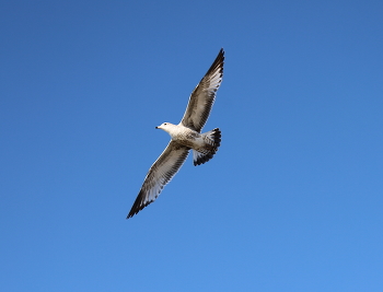 Im Flug / ***