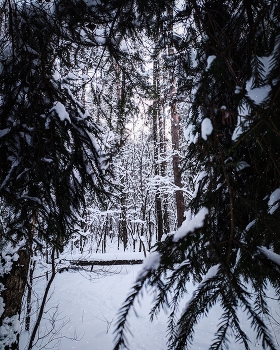 Im Wald / ***
