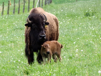 Mutter und Kind / Das Bisonkalb war am Tag vor unserer Begegnung geboren