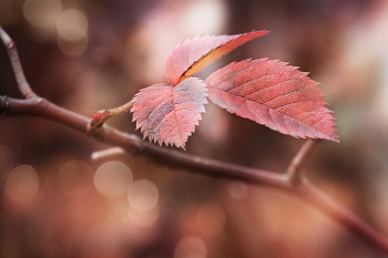  / nature