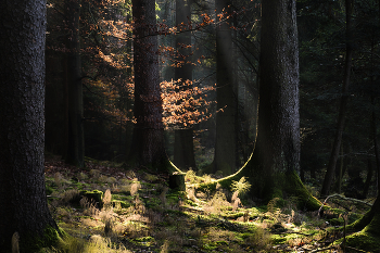 Morgen in den Wald. / ***