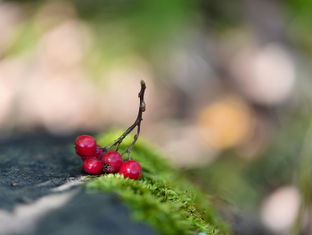 Herbst ist gekommen .. / ***