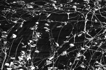 Leben rund um / ***