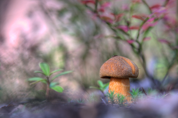 Herbstfarbe / ***