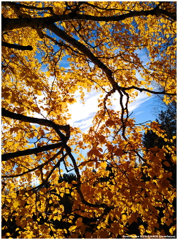 November / ***