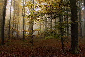 Herbstmorgen / ***