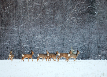 in den Winterwald / ***