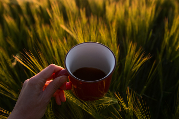 morning coffee / Photo of a filter coffee cup taken at sunrise in Ukraine