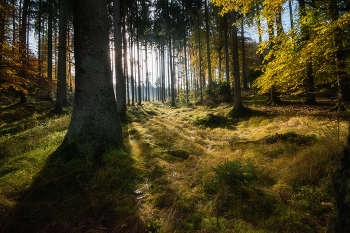 Herbstwald / ++++