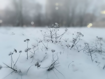 Winternebel / ***