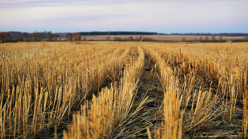 Herbst-Feld / ***