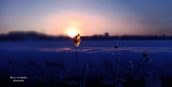 Im Anschluss an die Sonne / ***