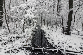 Bach im Wald / ***