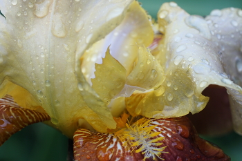 in der regen / ***