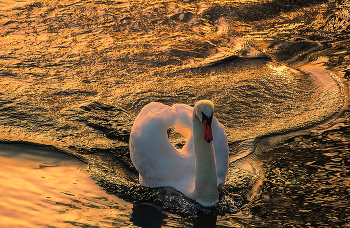Eines Morgens / ***