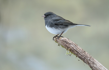 Dark-eyed Junco / ***