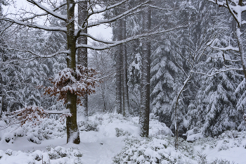 Nach einem Schneefall. / ***
